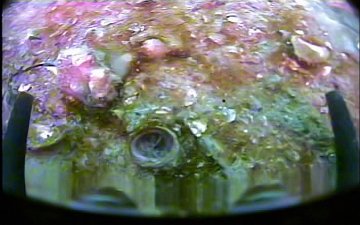 Tube anemone vanishes